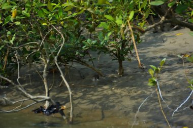 Bataklık zeminindeki mangrov kökleri ve sığ gelgit sularının yakın görüntüsü doğal dokuları, çamurlu düzlükleri ve yumuşak gün ışığı altında ekolojik ve çevresel hikaye anlatımlarıyla sakin tropikal bir kıyı ekosistemini gösteriyor..