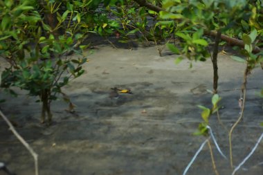 Bataklık zeminindeki mangrov kökleri ve sığ gelgit sularının yakın görüntüsü doğal dokuları, çamurlu düzlükleri ve yumuşak gün ışığı altında ekolojik ve çevresel hikaye anlatımlarıyla sakin tropikal bir kıyı ekosistemini gösteriyor..