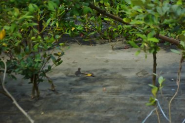 Bataklık zeminindeki mangrov kökleri ve sığ gelgit sularının yakın görüntüsü doğal dokuları, çamurlu düzlükleri ve yumuşak gün ışığı altında ekolojik ve çevresel hikaye anlatımlarıyla sakin tropikal bir kıyı ekosistemini gösteriyor..