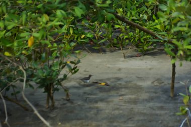 Bataklık zeminindeki mangrov kökleri ve sığ gelgit sularının yakın görüntüsü doğal dokuları, çamurlu düzlükleri ve yumuşak gün ışığı altında ekolojik ve çevresel hikaye anlatımlarıyla sakin tropikal bir kıyı ekosistemini gösteriyor..