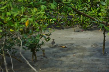 Bataklık zeminindeki mangrov kökleri ve sığ gelgit sularının yakın görüntüsü doğal dokuları, çamurlu düzlükleri ve yumuşak gün ışığı altında ekolojik ve çevresel hikaye anlatımlarıyla sakin tropikal bir kıyı ekosistemini gösteriyor..