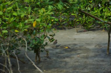 Bataklık zeminindeki mangrov kökleri ve sığ gelgit sularının yakın görüntüsü doğal dokuları, çamurlu düzlükleri ve yumuşak gün ışığı altında ekolojik ve çevresel hikaye anlatımlarıyla sakin tropikal bir kıyı ekosistemini gösteriyor..