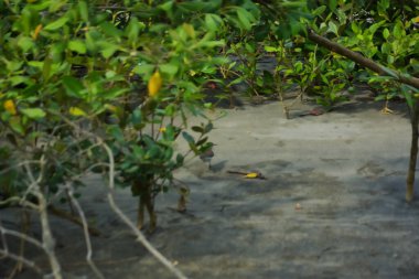 Bataklık zeminindeki mangrov kökleri ve sığ gelgit sularının yakın görüntüsü doğal dokuları, çamurlu düzlükleri ve yumuşak gün ışığı altında ekolojik ve çevresel hikaye anlatımlarıyla sakin tropikal bir kıyı ekosistemini gösteriyor..