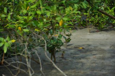 Bataklık zeminindeki mangrov kökleri ve sığ gelgit sularının yakın görüntüsü doğal dokuları, çamurlu düzlükleri ve yumuşak gün ışığı altında ekolojik ve çevresel hikaye anlatımlarıyla sakin tropikal bir kıyı ekosistemini gösteriyor..