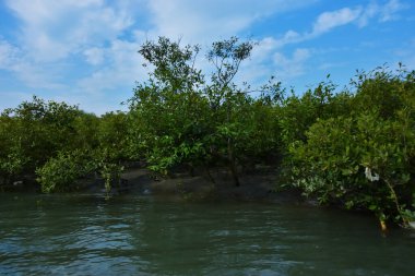 Berrak mavi gökyüzünün altında sığ kıyı sularında yetişen tropik mangrov ağaçları doğal ışık, zengin bitki örtüsü ve barışçıl çevre manzarasıyla sakin bir sulak arazi ekosistemini yakalıyorlar..