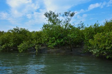 Berrak mavi gökyüzünün altında sığ kıyı sularında yetişen tropik mangrov ağaçları doğal ışık, zengin bitki örtüsü ve barışçıl çevre manzarasıyla sakin bir sulak arazi ekosistemini yakalıyorlar..