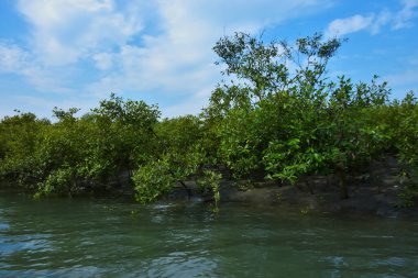Berrak mavi gökyüzünün altında sığ kıyı sularında yetişen tropik mangrov ağaçları doğal ışık, zengin bitki örtüsü ve barışçıl çevre manzarasıyla sakin bir sulak arazi ekosistemini yakalıyorlar..