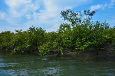 Parlak mavi gökyüzü altında sakin gelgit sularından yükselen yoğun mangrov ormanı, yemyeşil yapraklar ve çevresel ve doğa kavramı için ideal sakin tropikal bir atmosfer barındırıyor..