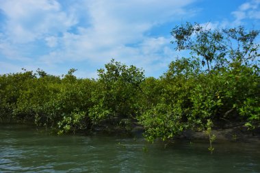 Parlak mavi gökyüzü altında sakin gelgit sularından yükselen yoğun mangrov ormanı, yemyeşil yapraklar ve çevresel ve doğa kavramı için ideal sakin tropikal bir atmosfer barındırıyor..