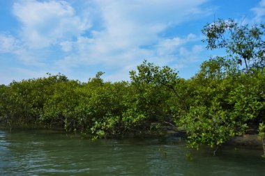 Parlak mavi gökyüzü altında sakin gelgit sularından yükselen yoğun mangrov ormanı, yemyeşil yapraklar ve çevresel ve doğa kavramı için ideal sakin tropikal bir atmosfer barındırıyor..