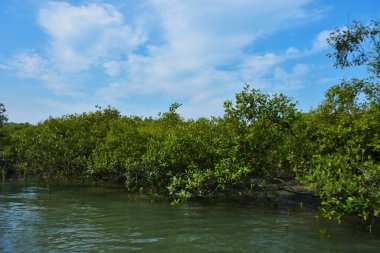 Parlak mavi gökyüzü altında sakin gelgit sularından yükselen yoğun mangrov ormanı, yemyeşil yapraklar ve çevresel ve doğa kavramı için ideal sakin tropikal bir atmosfer barındırıyor..