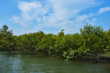 Parlak mavi gökyüzü altında sakin gelgit sularından yükselen yoğun mangrov ormanı, yemyeşil yapraklar ve çevresel ve doğa kavramı için ideal sakin tropikal bir atmosfer barındırıyor..