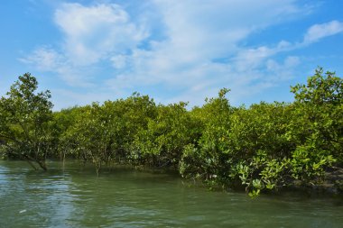 Parlak mavi gökyüzü altında sakin gelgit sularından yükselen yoğun mangrov ormanı, yemyeşil yapraklar ve çevresel ve doğa kavramı için ideal sakin tropikal bir atmosfer barındırıyor..