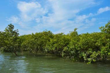 Parlak mavi gökyüzü altında sakin gelgit sularından yükselen yoğun mangrov ormanı, yemyeşil yapraklar ve çevresel ve doğa kavramı için ideal sakin tropikal bir atmosfer barındırıyor..
