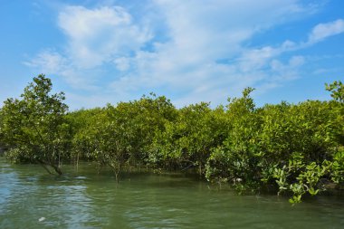 Parlak mavi gökyüzü altında sakin gelgit sularından yükselen yoğun mangrov ormanı, yemyeşil yapraklar ve çevresel ve doğa kavramı için ideal sakin tropikal bir atmosfer barındırıyor..