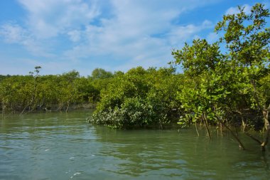 Mangrove Ormanı, Coxs Bazar yakınlarındaki Bakkhali Nehri boyunca sakin gelgit sularında duruyor. Bereketli tropikal bitki örtüsü, beyaz bulutlu mavi gökyüzü ve Bangladeş 'te doğal gün ışığı altında sakin bir kıyı sulak ekosistemi bulunuyor..