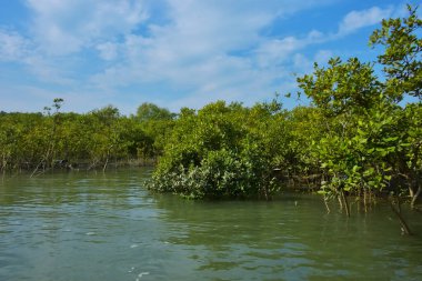 Mangrove Ormanı, Coxs Bazar yakınlarındaki Bakkhali Nehri boyunca sakin gelgit sularında duruyor. Bereketli tropikal bitki örtüsü, beyaz bulutlu mavi gökyüzü ve Bangladeş 'te doğal gün ışığı altında sakin bir kıyı sulak ekosistemi bulunuyor..