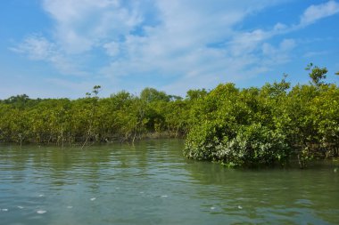 Mangrove Ormanı, Coxs Bazar yakınlarındaki Bakkhali Nehri boyunca sakin gelgit sularında duruyor. Bereketli tropikal bitki örtüsü, beyaz bulutlu mavi gökyüzü ve Bangladeş 'te doğal gün ışığı altında sakin bir kıyı sulak ekosistemi bulunuyor..