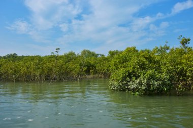 Mangrove Ormanı, Coxs Bazar yakınlarındaki Bakkhali Nehri boyunca sakin gelgit sularında duruyor. Bereketli tropikal bitki örtüsü, beyaz bulutlu mavi gökyüzü ve Bangladeş 'te doğal gün ışığı altında sakin bir kıyı sulak ekosistemi bulunuyor..
