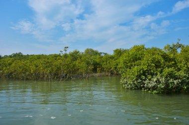 Mangrove Ormanı, Coxs Bazar yakınlarındaki Bakkhali Nehri boyunca sakin gelgit sularında duruyor. Bereketli tropikal bitki örtüsü, beyaz bulutlu mavi gökyüzü ve Bangladeş 'te doğal gün ışığı altında sakin bir kıyı sulak ekosistemi bulunuyor..
