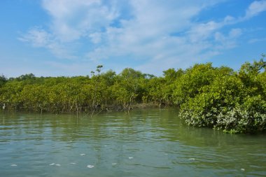 Mangrove Ormanı, Coxs Bazar yakınlarındaki Bakkhali Nehri boyunca sakin gelgit sularında duruyor. Bereketli tropikal bitki örtüsü, beyaz bulutlu mavi gökyüzü ve Bangladeş 'te doğal gün ışığı altında sakin bir kıyı sulak ekosistemi bulunuyor..