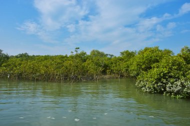 Mangrove Ormanı, Coxs Bazar yakınlarındaki Bakkhali Nehri boyunca sakin gelgit sularında duruyor. Bereketli tropikal bitki örtüsü, beyaz bulutlu mavi gökyüzü ve Bangladeş 'te doğal gün ışığı altında sakin bir kıyı sulak ekosistemi bulunuyor..