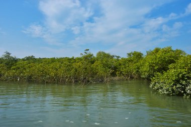 Mangrove Ormanı, Coxs Bazar yakınlarındaki Bakkhali Nehri boyunca sakin gelgit sularında duruyor. Bereketli tropikal bitki örtüsü, beyaz bulutlu mavi gökyüzü ve Bangladeş 'te doğal gün ışığı altında sakin bir kıyı sulak ekosistemi bulunuyor..