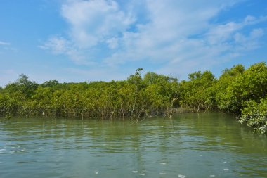 Mangrove Ormanı, Coxs Bazar yakınlarındaki Bakkhali Nehri boyunca sakin gelgit sularında duruyor. Bereketli tropikal bitki örtüsü, beyaz bulutlu mavi gökyüzü ve Bangladeş 'te doğal gün ışığı altında sakin bir kıyı sulak ekosistemi bulunuyor..