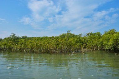 Mangrove Ormanı, Coxs Bazar yakınlarındaki Bakkhali Nehri boyunca sakin gelgit sularında duruyor. Bereketli tropikal bitki örtüsü, beyaz bulutlu mavi gökyüzü ve Bangladeş 'te doğal gün ışığı altında sakin bir kıyı sulak ekosistemi bulunuyor..