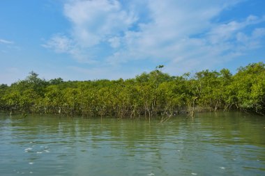 Mangrove Ormanı, Coxs Bazar yakınlarındaki Bakkhali Nehri boyunca sakin gelgit sularında duruyor. Bereketli tropikal bitki örtüsü, beyaz bulutlu mavi gökyüzü ve Bangladeş 'te doğal gün ışığı altında sakin bir kıyı sulak ekosistemi bulunuyor..