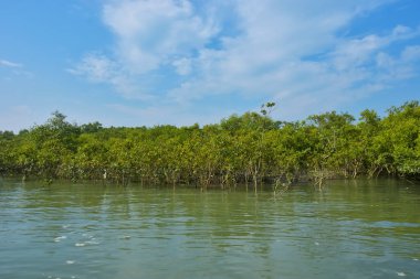 Mangrove Ormanı, Coxs Bazar yakınlarındaki Bakkhali Nehri boyunca sakin gelgit sularında duruyor. Bereketli tropikal bitki örtüsü, beyaz bulutlu mavi gökyüzü ve Bangladeş 'te doğal gün ışığı altında sakin bir kıyı sulak ekosistemi bulunuyor..