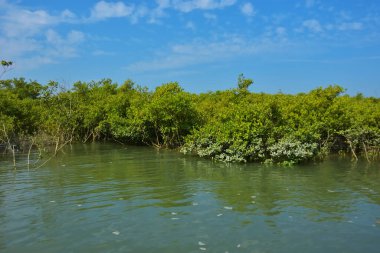 Mangrove Ormanı, Coxs Bazar yakınlarındaki Bakkhali Nehri boyunca sakin gelgit sularında duruyor. Bereketli tropikal bitki örtüsü, beyaz bulutlu mavi gökyüzü ve Bangladeş 'te doğal gün ışığı altında sakin bir kıyı sulak ekosistemi bulunuyor..