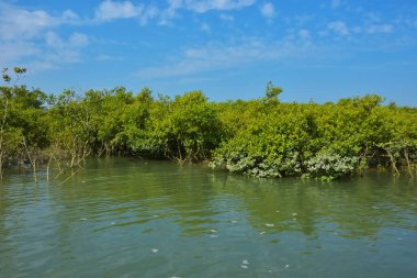 Mangrove Ormanı, Coxs Bazar yakınlarındaki Bakkhali Nehri boyunca sakin gelgit sularında duruyor. Bereketli tropikal bitki örtüsü, beyaz bulutlu mavi gökyüzü ve Bangladeş 'te doğal gün ışığı altında sakin bir kıyı sulak ekosistemi bulunuyor..