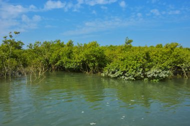 Mangrove Ormanı, Coxs Bazar yakınlarındaki Bakkhali Nehri boyunca sakin gelgit sularında duruyor. Bereketli tropikal bitki örtüsü, beyaz bulutlu mavi gökyüzü ve Bangladeş 'te doğal gün ışığı altında sakin bir kıyı sulak ekosistemi bulunuyor..
