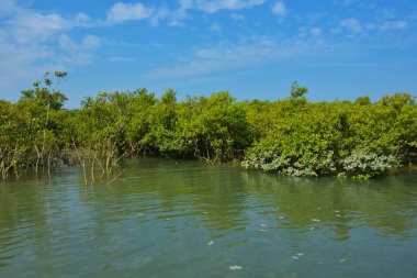 Mangrove Ormanı, Coxs Bazar yakınlarındaki Bakkhali Nehri boyunca sakin gelgit sularında duruyor. Bereketli tropikal bitki örtüsü, beyaz bulutlu mavi gökyüzü ve Bangladeş 'te doğal gün ışığı altında sakin bir kıyı sulak ekosistemi bulunuyor..