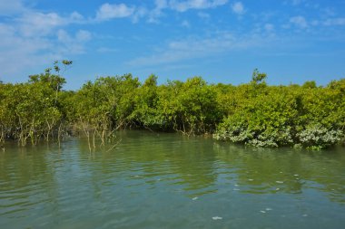 Mangrove Ormanı, Coxs Bazar yakınlarındaki Bakkhali Nehri boyunca sakin gelgit sularında duruyor. Bereketli tropikal bitki örtüsü, beyaz bulutlu mavi gökyüzü ve Bangladeş 'te doğal gün ışığı altında sakin bir kıyı sulak ekosistemi bulunuyor..