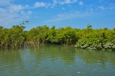 Mangrove Ormanı, Coxs Bazar yakınlarındaki Bakkhali Nehri boyunca sakin gelgit sularında duruyor. Bereketli tropikal bitki örtüsü, beyaz bulutlu mavi gökyüzü ve Bangladeş 'te doğal gün ışığı altında sakin bir kıyı sulak ekosistemi bulunuyor..