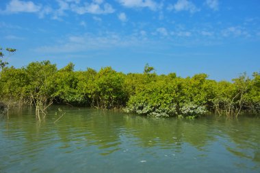 Mangrove Ormanı, Coxs Bazar yakınlarındaki Bakkhali Nehri boyunca sakin gelgit sularında duruyor. Bereketli tropikal bitki örtüsü, beyaz bulutlu mavi gökyüzü ve Bangladeş 'te doğal gün ışığı altında sakin bir kıyı sulak ekosistemi bulunuyor..
