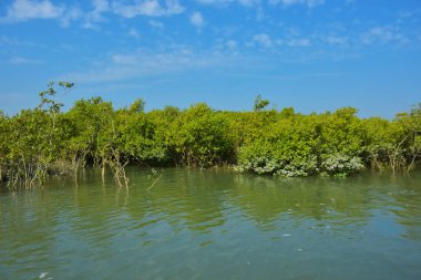 Mangrove Ormanı, Coxs Bazar yakınlarındaki Bakkhali Nehri boyunca sakin gelgit sularında duruyor. Bereketli tropikal bitki örtüsü, beyaz bulutlu mavi gökyüzü ve Bangladeş 'te doğal gün ışığı altında sakin bir kıyı sulak ekosistemi bulunuyor..