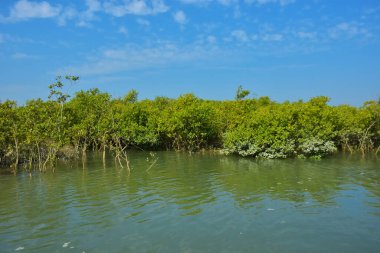 Berrak mavi gökyüzü altında sakin gelgit sularında yetişen yoğun mangrov ormanı, bereketli yeşil bitki örtüsü ve sakin kıyı atmosferi ve doğal gün ışığı ile sakin tropikal sulak ekosistemi, çevre ve doğa kavramları için idealdir..