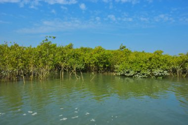 Berrak mavi gökyüzü altında sakin gelgit sularında yetişen yoğun mangrov ormanı, bereketli yeşil bitki örtüsü ve sakin kıyı atmosferi ve doğal gün ışığı ile sakin tropikal sulak ekosistemi, çevre ve doğa kavramları için idealdir..