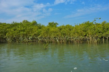 Berrak mavi gökyüzü altında sakin gelgit sularında yetişen yoğun mangrov ormanı, bereketli yeşil bitki örtüsü ve sakin kıyı atmosferi ve doğal gün ışığı ile sakin tropikal sulak ekosistemi, çevre ve doğa kavramları için idealdir..