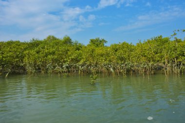 Berrak mavi gökyüzü altında sakin gelgit sularında yetişen yoğun mangrov ormanı, bereketli yeşil bitki örtüsü ve sakin kıyı atmosferi ve doğal gün ışığı ile sakin tropikal sulak ekosistemi, çevre ve doğa kavramları için idealdir..