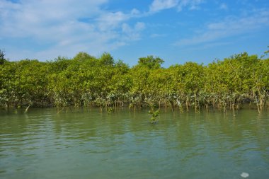 Berrak mavi gökyüzü altında sakin gelgit sularında yetişen yoğun mangrov ormanı, bereketli yeşil bitki örtüsü ve sakin kıyı atmosferi ve doğal gün ışığı ile sakin tropikal sulak ekosistemi, çevre ve doğa kavramları için idealdir..