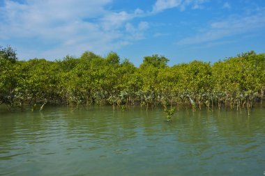 Berrak mavi gökyüzü altında sakin gelgit sularında yetişen yoğun mangrov ormanı, bereketli yeşil bitki örtüsü ve sakin kıyı atmosferi ve doğal gün ışığı ile sakin tropikal sulak ekosistemi, çevre ve doğa kavramları için idealdir..