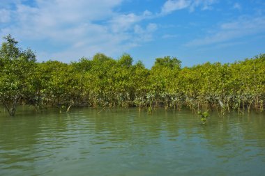 Berrak mavi gökyüzü altında sakin gelgit sularında yetişen yoğun mangrov ormanı, bereketli yeşil bitki örtüsü ve sakin kıyı atmosferi ve doğal gün ışığı ile sakin tropikal sulak ekosistemi, çevre ve doğa kavramları için idealdir..