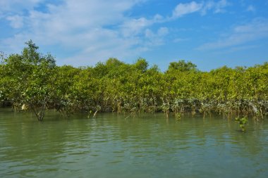 Berrak mavi gökyüzü altında sakin gelgit sularında yetişen yoğun mangrov ormanı, bereketli yeşil bitki örtüsü ve sakin kıyı atmosferi ve doğal gün ışığı ile sakin tropikal sulak ekosistemi, çevre ve doğa kavramları için idealdir..