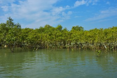 Berrak mavi gökyüzü altında sakin gelgit sularında yetişen yoğun mangrov ormanı, bereketli yeşil bitki örtüsü ve sakin kıyı atmosferi ve doğal gün ışığı ile sakin tropikal sulak ekosistemi, çevre ve doğa kavramları için idealdir..