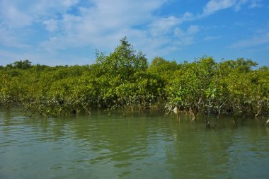Berrak mavi gökyüzü altında sakin gelgit sularında yetişen yoğun mangrov ormanı, bereketli yeşil bitki örtüsü ve sakin kıyı atmosferi ve doğal gün ışığı ile sakin tropikal sulak ekosistemi, çevre ve doğa kavramları için idealdir..