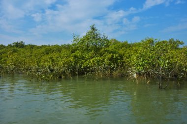 Berrak mavi gökyüzü altında sakin gelgit sularında yetişen yoğun mangrov ormanı, bereketli yeşil bitki örtüsü ve sakin kıyı atmosferi ve doğal gün ışığı ile sakin tropikal sulak ekosistemi, çevre ve doğa kavramları için idealdir..